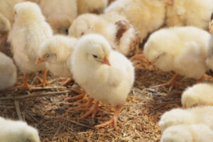 Bunnies, chicks, require care and thought before gifting